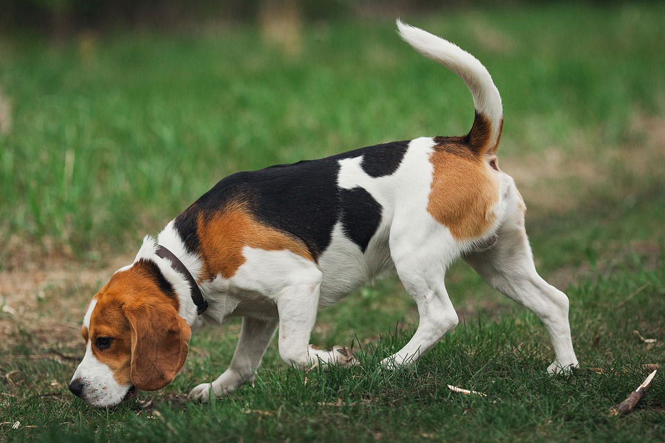 Aper u sur les principaux traits de caract re du beagle beagle